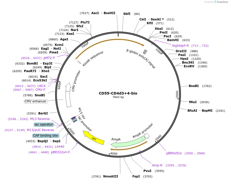 73116-plasmid-map-sequence-id-137007