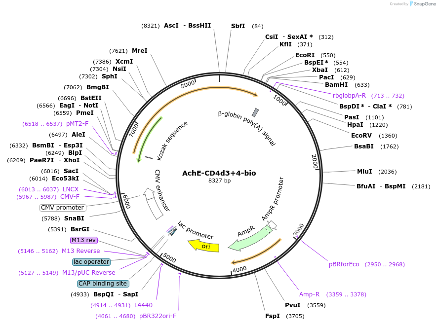 73119-plasmid-map-sequence-id-137012
