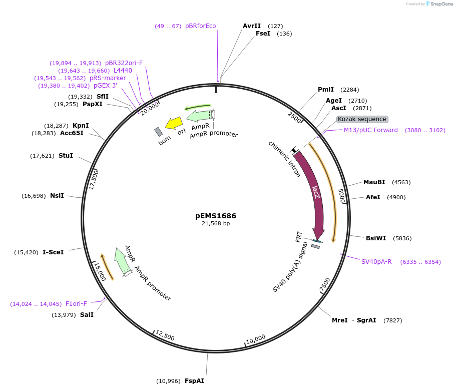 29291-plasmid-map-sequence-id-13706