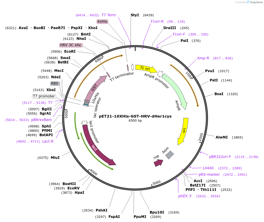 73218-plasmid-map-sequence-id-137066