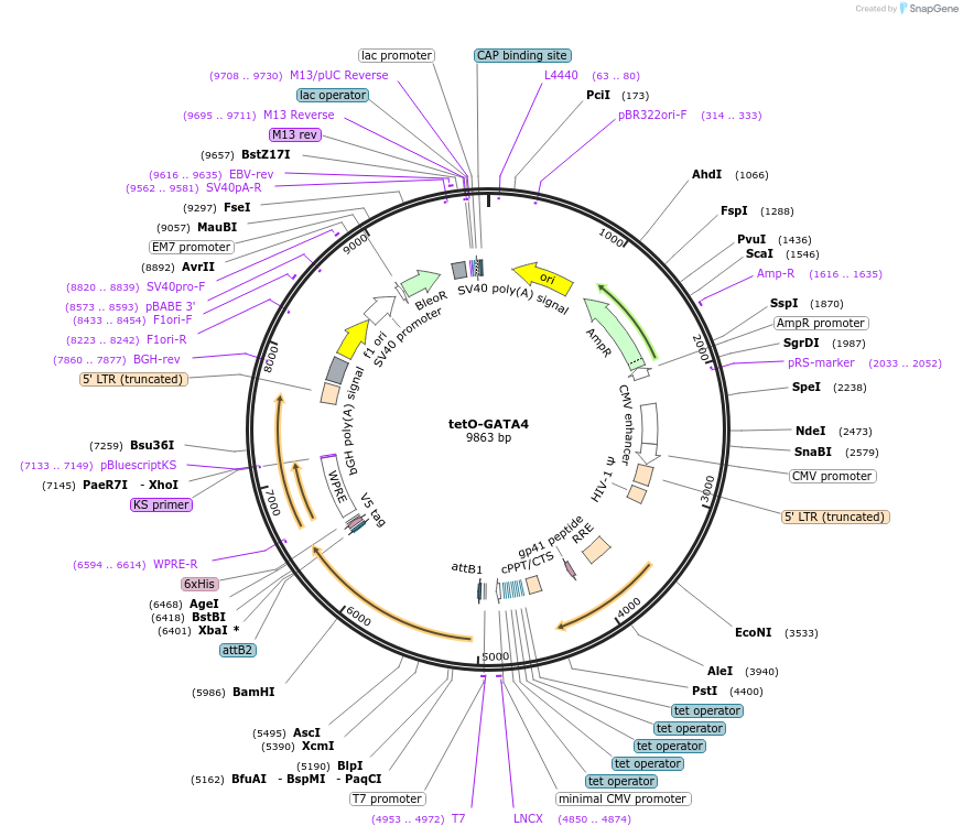 46030-plasmid-map-sequence-id-137077