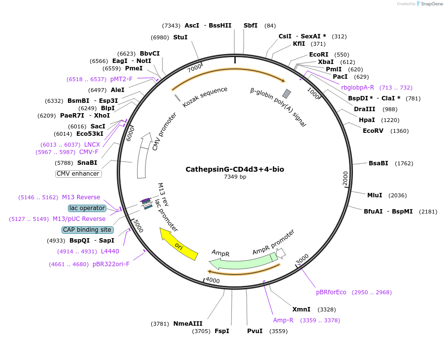 73125-plasmid-map-sequence-id-137103