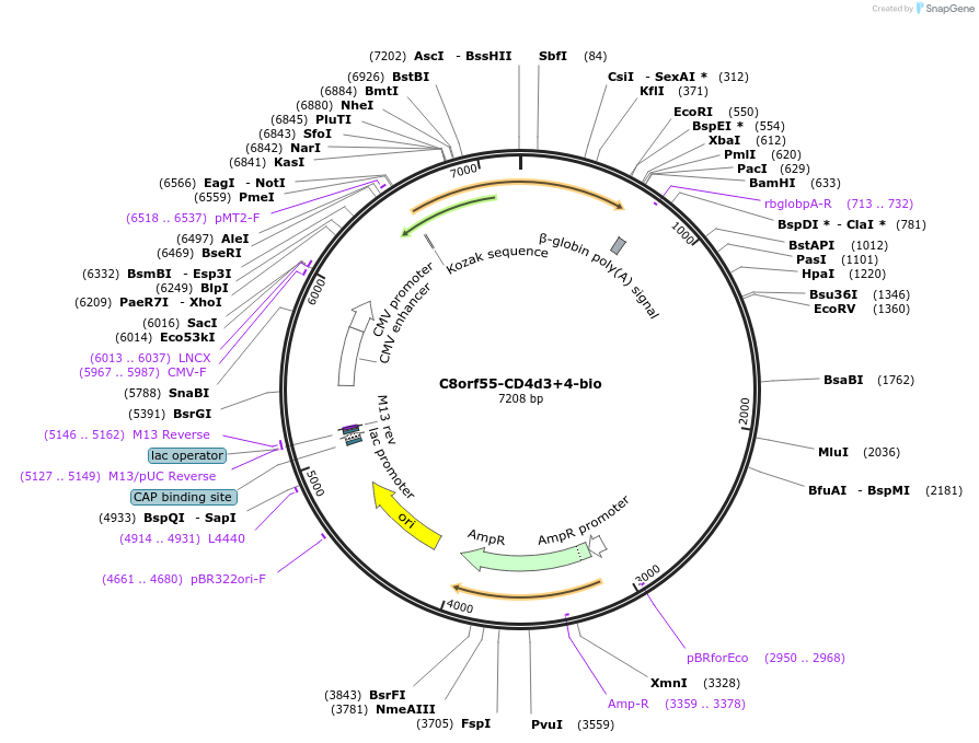 73126-plasmid-map-sequence-id-137104
