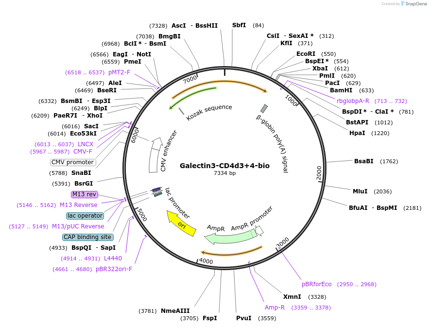 73128-plasmid-map-sequence-id-137106