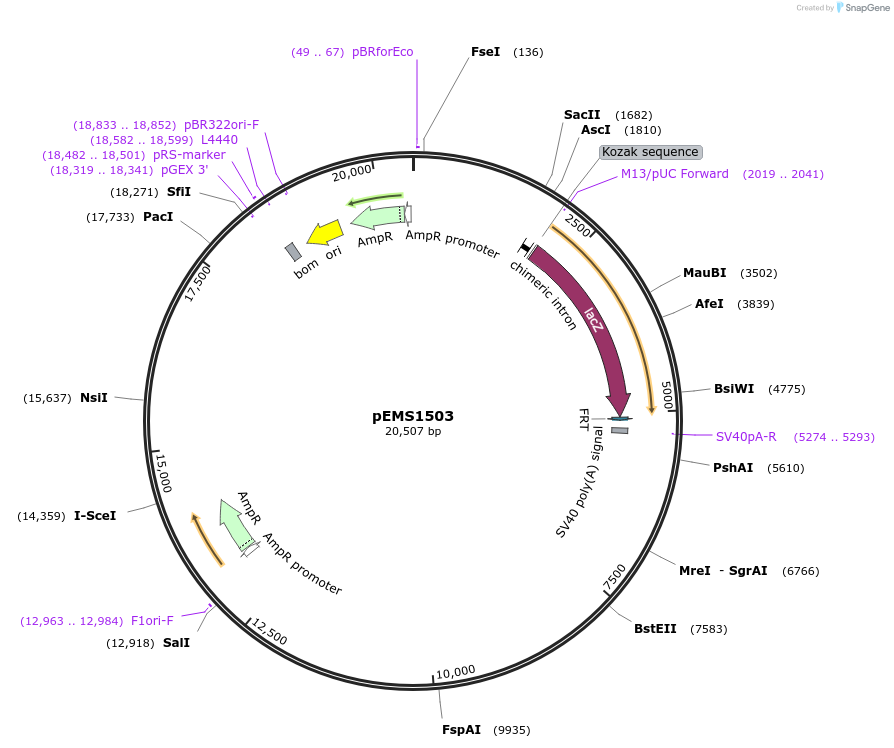 29299-plasmid-map-sequence-id-13714