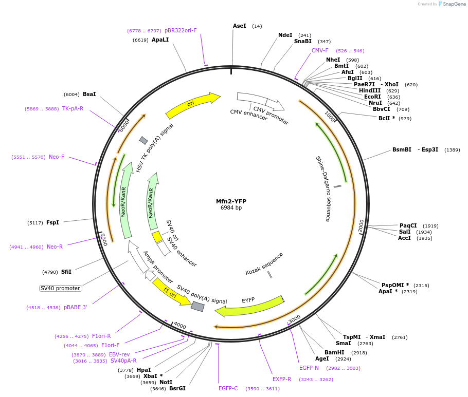 28010-plasmid-map-sequence-id-137171