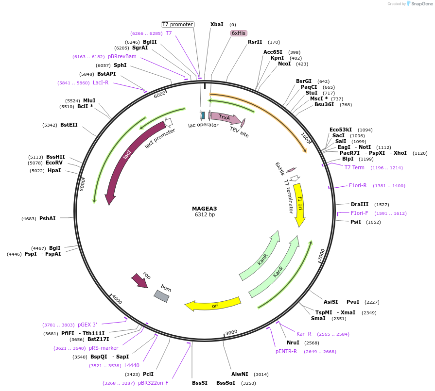 73246-plasmid-map-sequence-id-137200