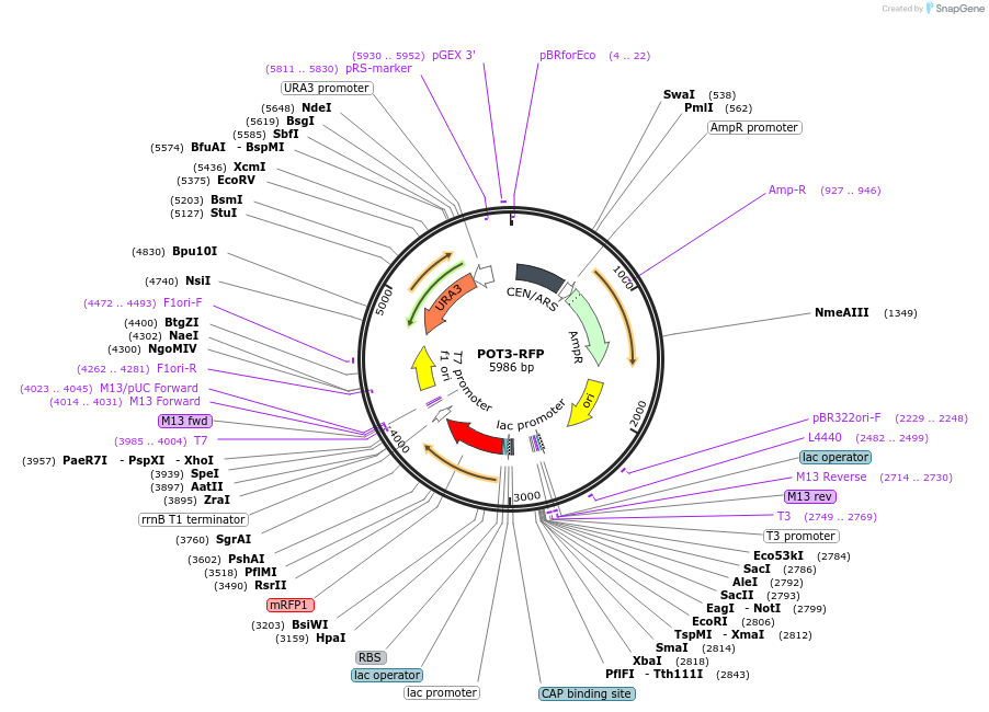 65319-plasmid-map-sequence-id-137221