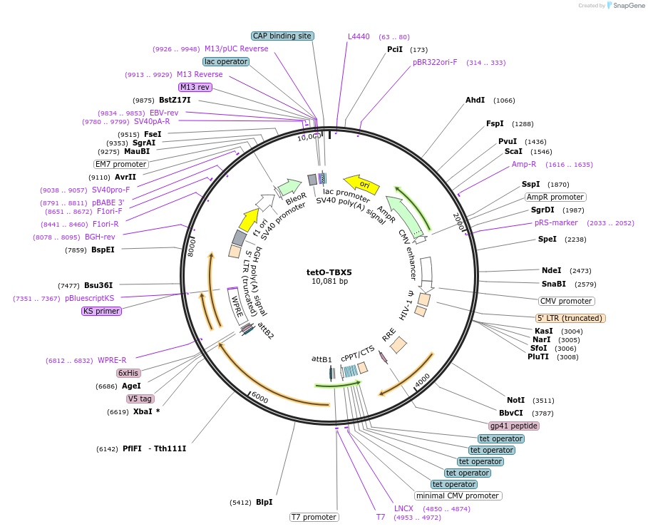 46032-plasmid-map-sequence-id-137244