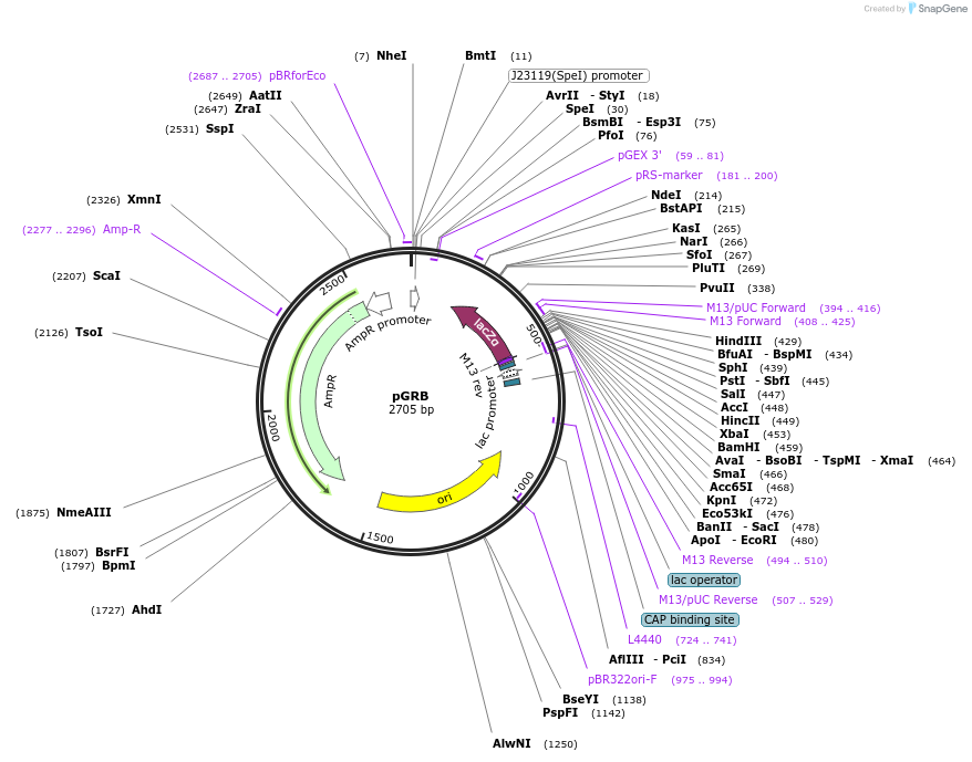 71539-plasmid-map-sequence-id-137247