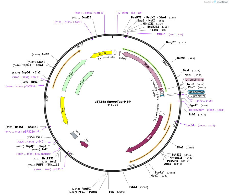 72323-plasmid-map-sequence-id-137256
