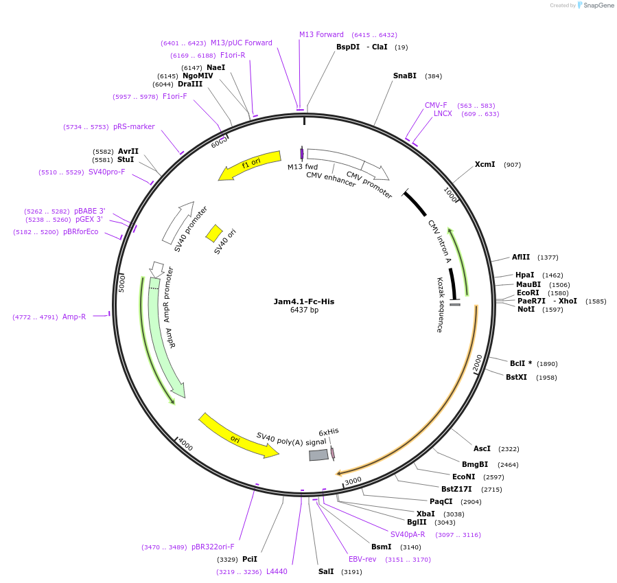 72081-plasmid-map-sequence-id-137302