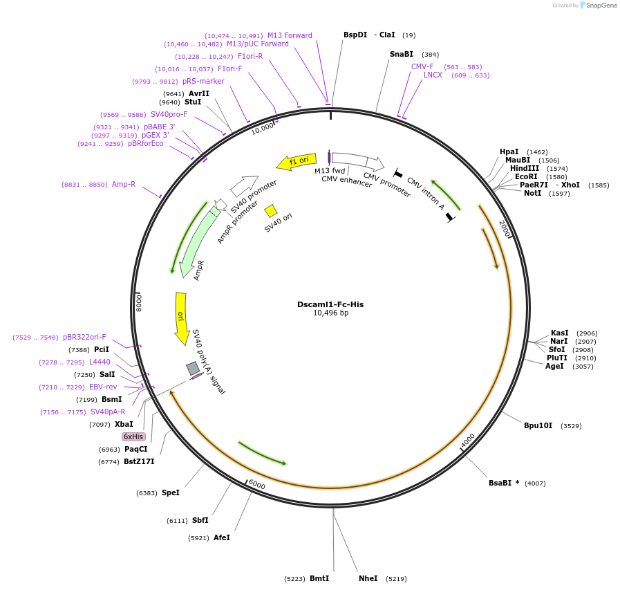 72072-plasmid-map-sequence-id-137337