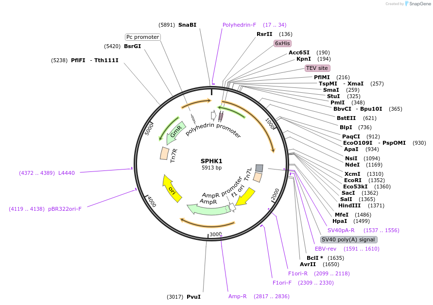 73260-plasmid-map-sequence-id-137346