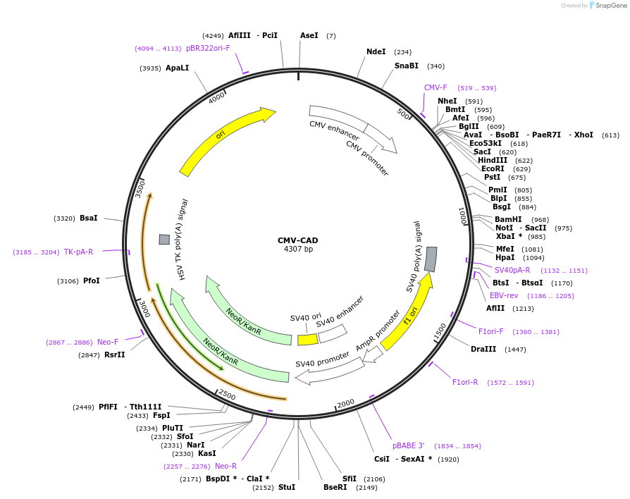 73567-plasmid-map-sequence-id-137395