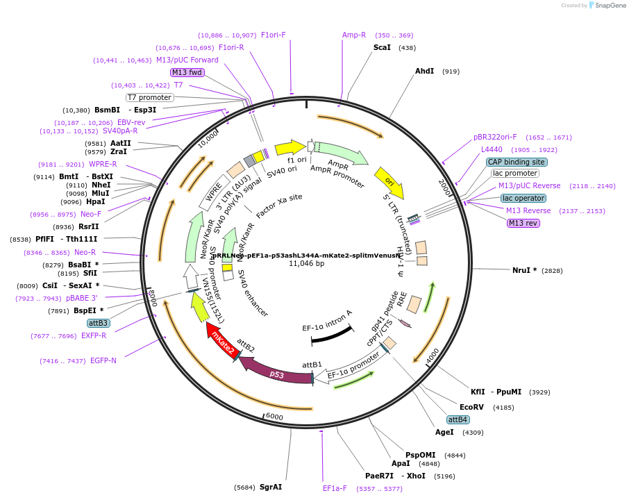 69584-plasmid-map-sequence-id-137431