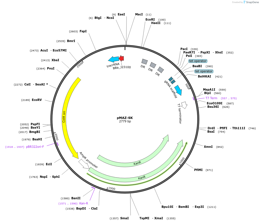 73962-plasmid-map-sequence-id-137435