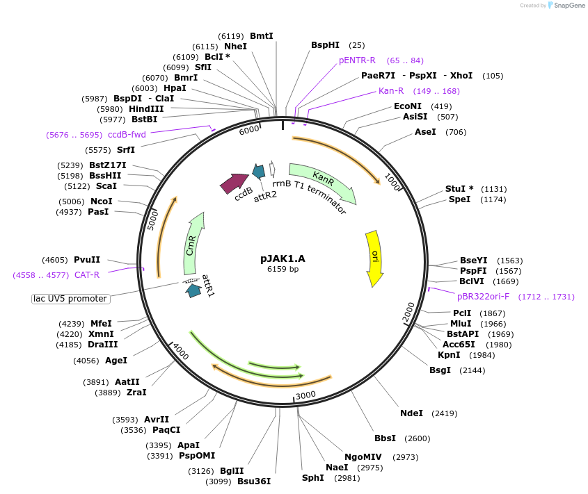 29460-plasmid-map-sequence-id-13744