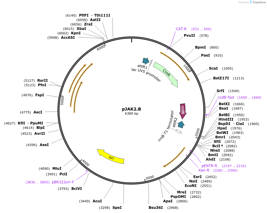 29463-plasmid-map-sequence-id-13747
