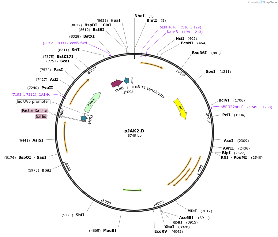 29465-plasmid-map-sequence-id-13749
