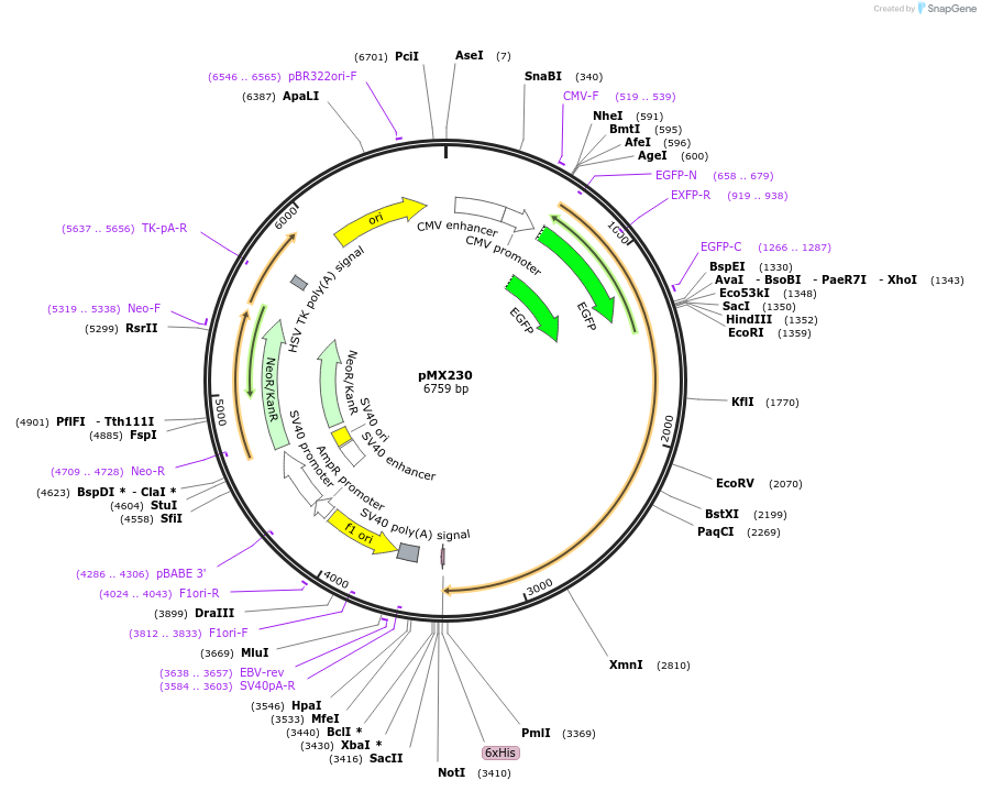 29479-plasmid-map-sequence-id-13751