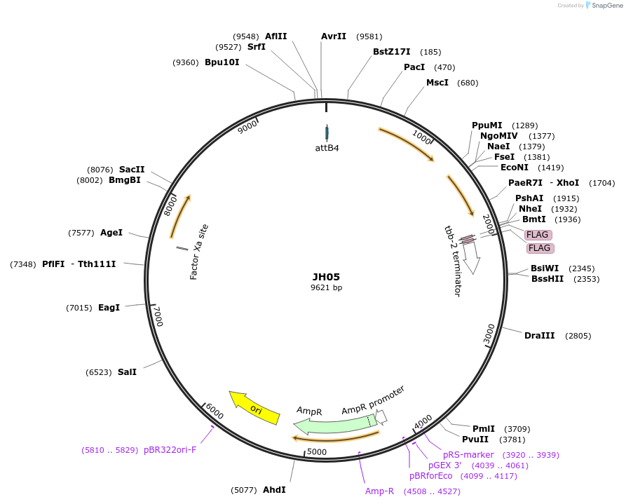 73516-plasmid-map-sequence-id-137512