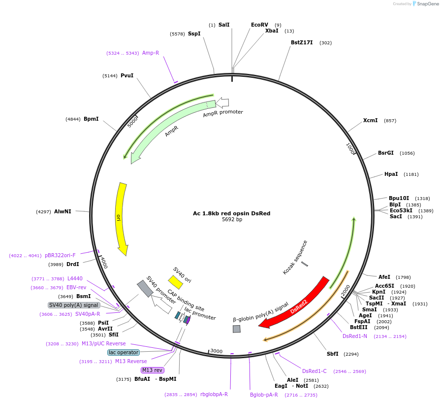 72914-plasmid-map-sequence-id-137555