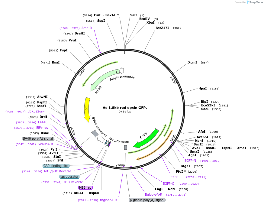 72915-plasmid-map-sequence-id-137557
