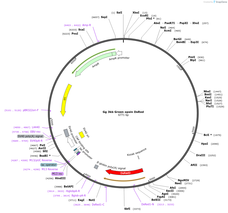 72918-plasmid-map-sequence-id-137559
