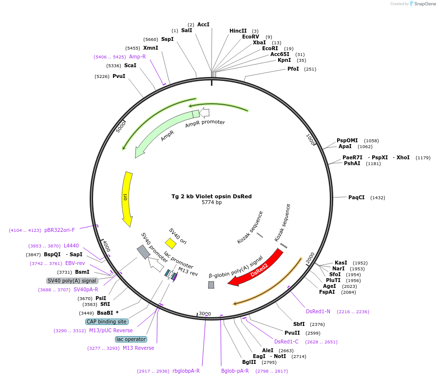 72920-plasmid-map-sequence-id-137562