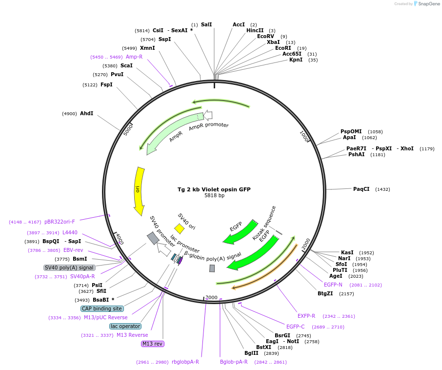 72921-plasmid-map-sequence-id-137564