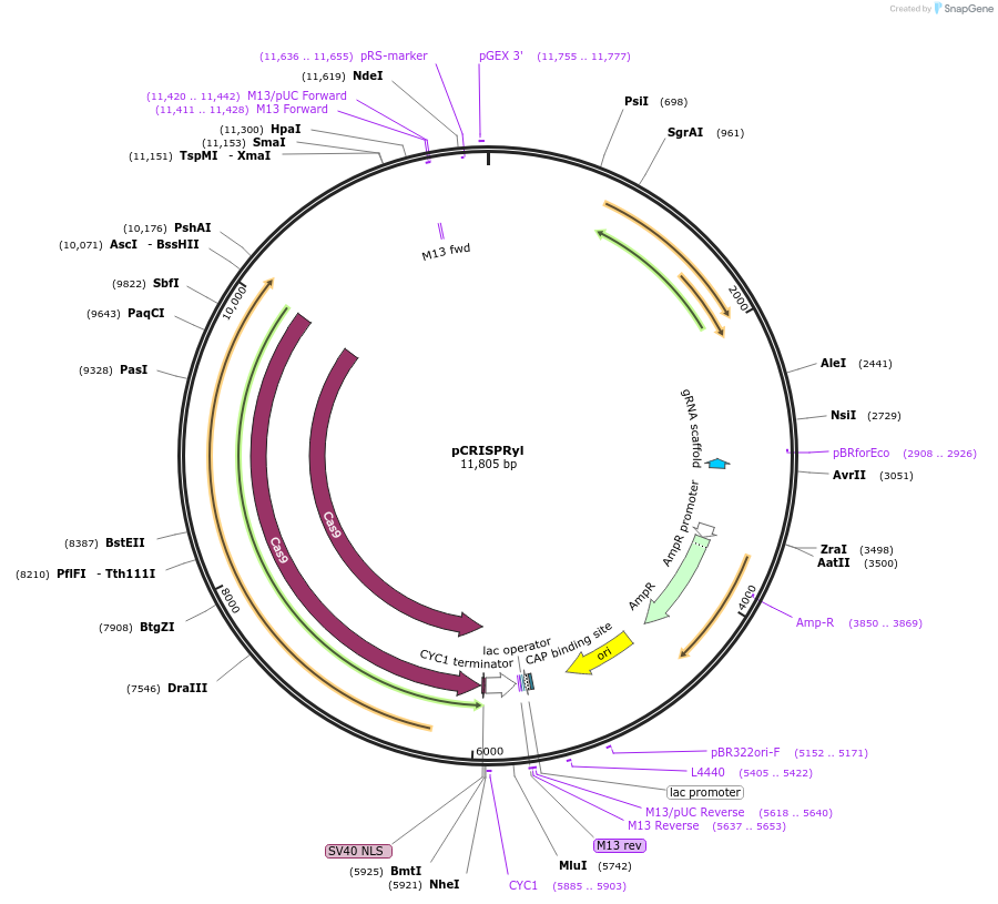 70007-plasmid-map-sequence-id-137578