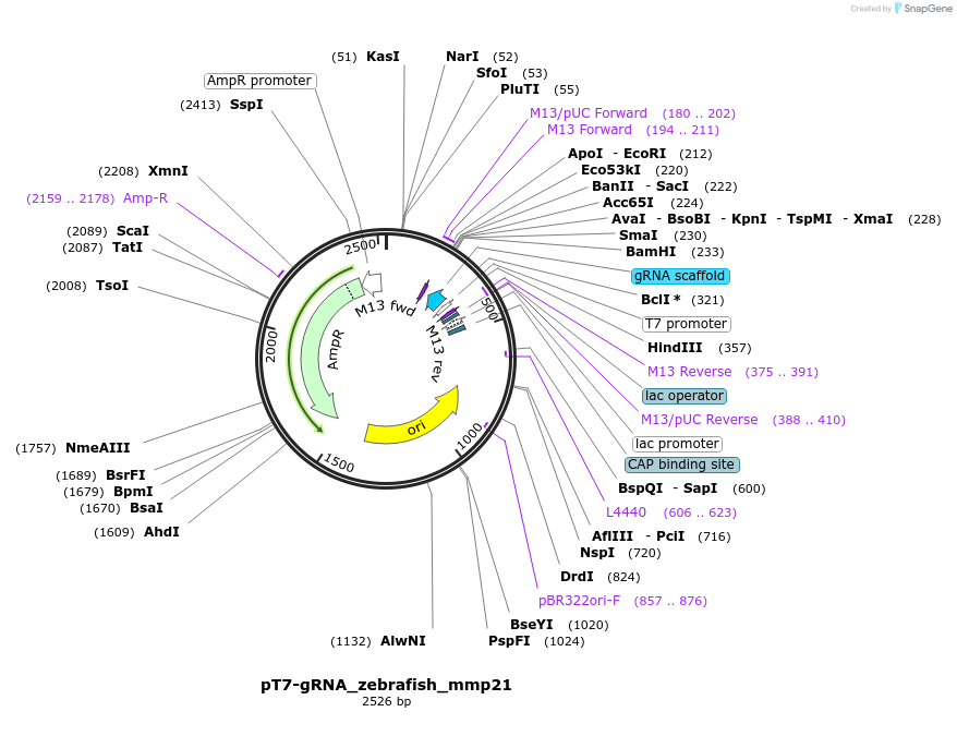 72890-plasmid-map-sequence-id-137590