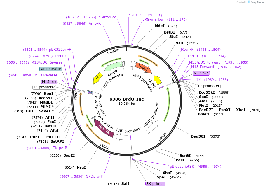 71792-plasmid-map-sequence-id-137612
