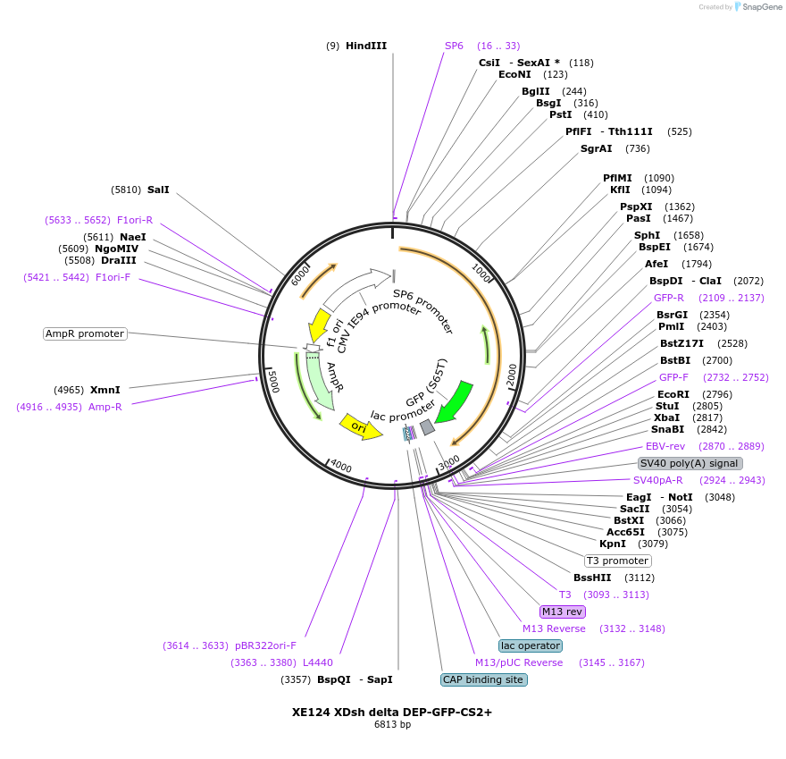 16785-plasmid-map-sequence-id-137677