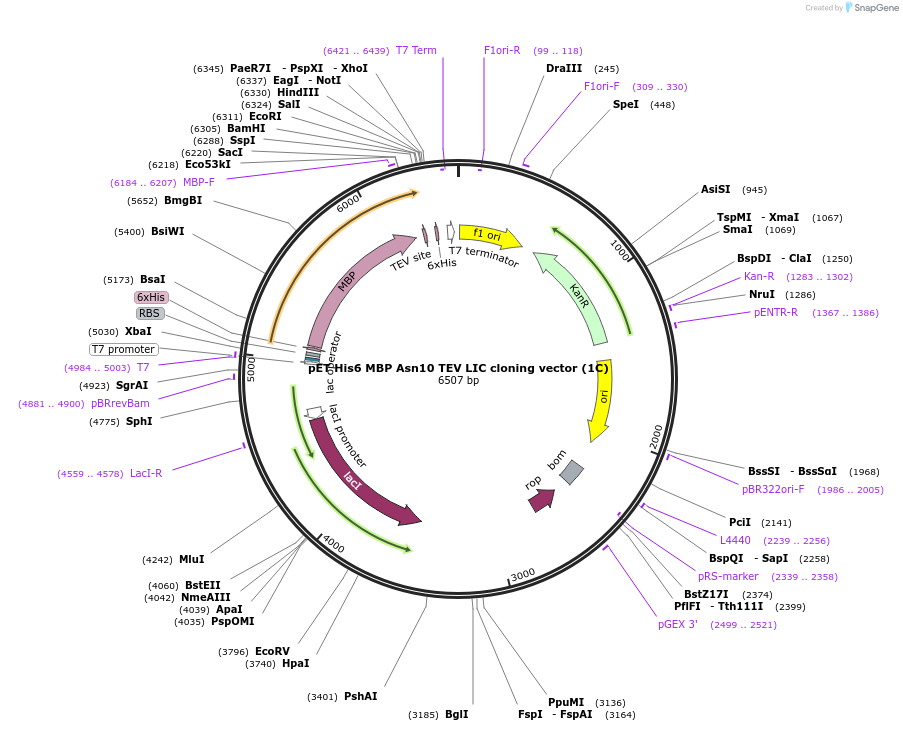 29654-plasmid-map-sequence-id-13769
