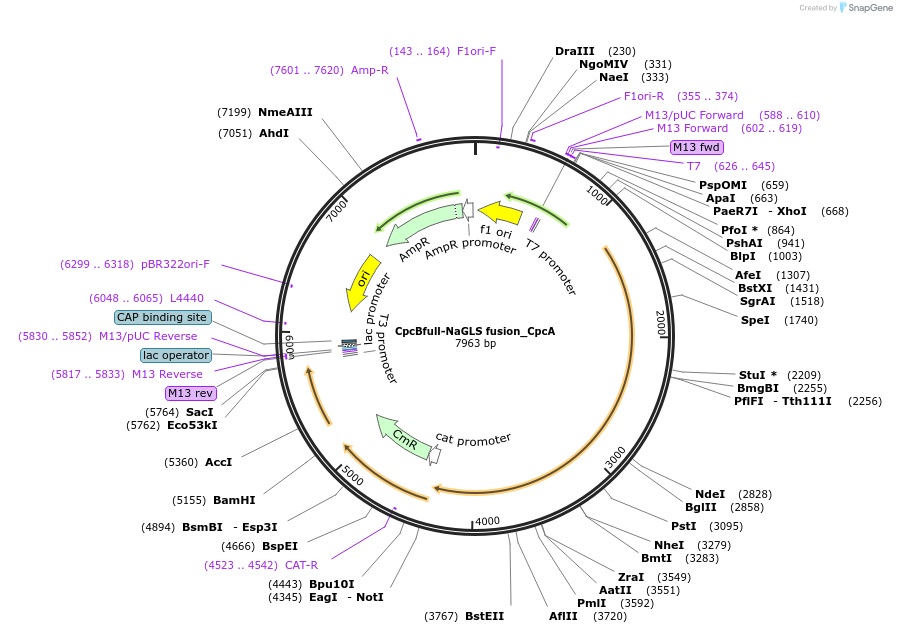 74004-plasmid-map-sequence-id-137695