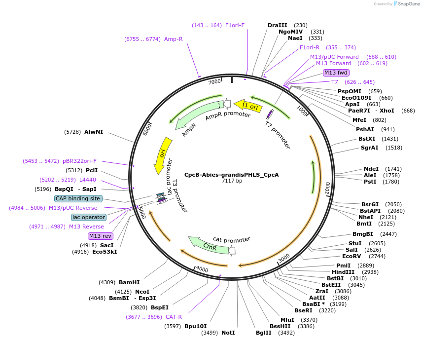 74000-plasmid-map-sequence-id-137696