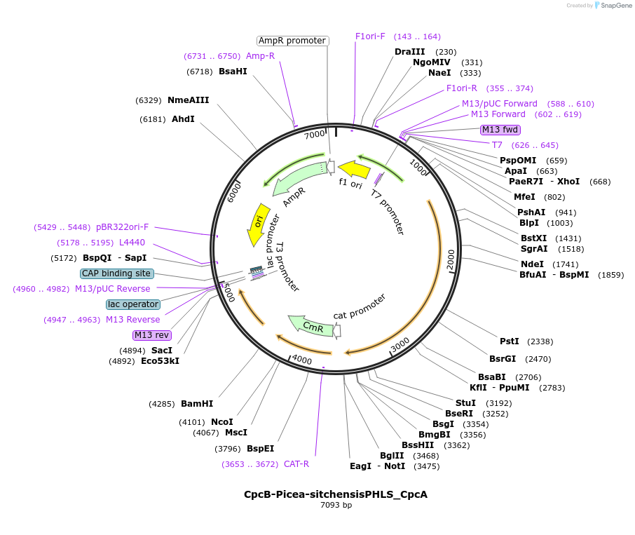 74001-plasmid-map-sequence-id-137697