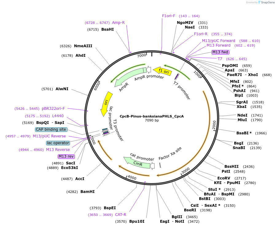 74002-plasmid-map-sequence-id-137699