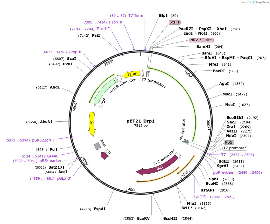 72927-plasmid-map-sequence-id-137706