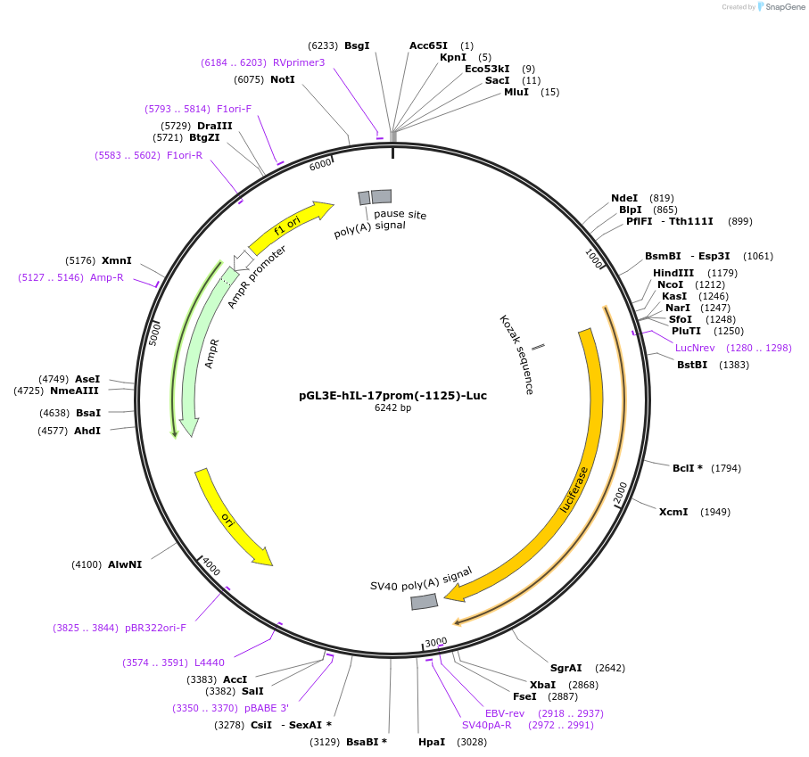 25627-plasmid-map-sequence-id-137735