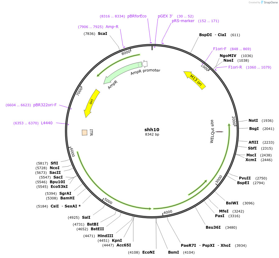 64867-plasmid-map-sequence-id-137748