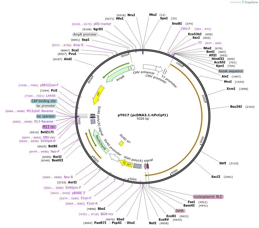 69989-plasmid-map-sequence-id-137756