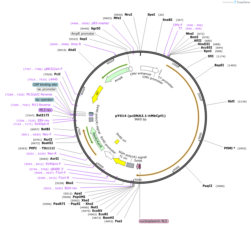 69986-plasmid-map-sequence-id-137762