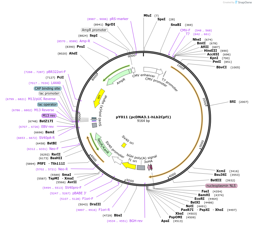69983-plasmid-map-sequence-id-137767