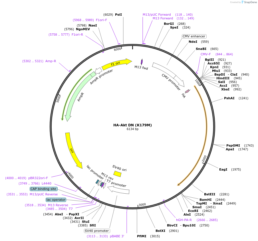 16243-plasmid-map-sequence-id-137792