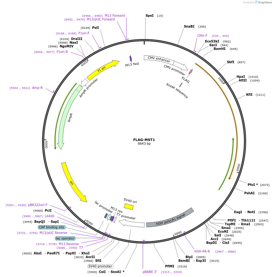 1965-plasmid-map-sequence-id-137823