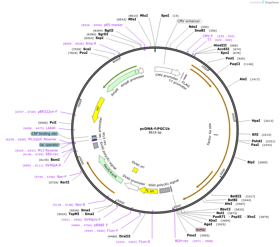 1031-plasmid-map-sequence-id-137825