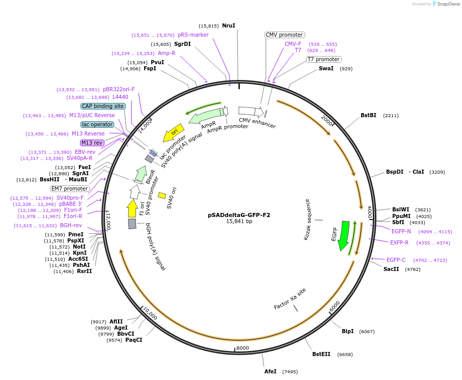 32635-plasmid-map-sequence-id-137826